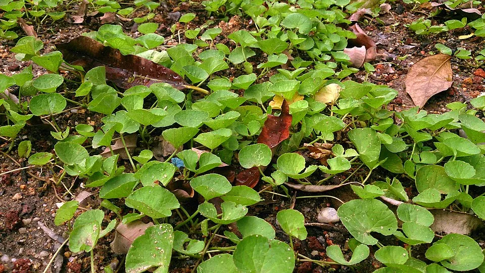 Mokkie on Wikimedia Commons