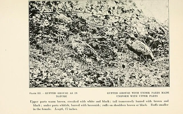 Bailey, Florence Merriam on wikimedia