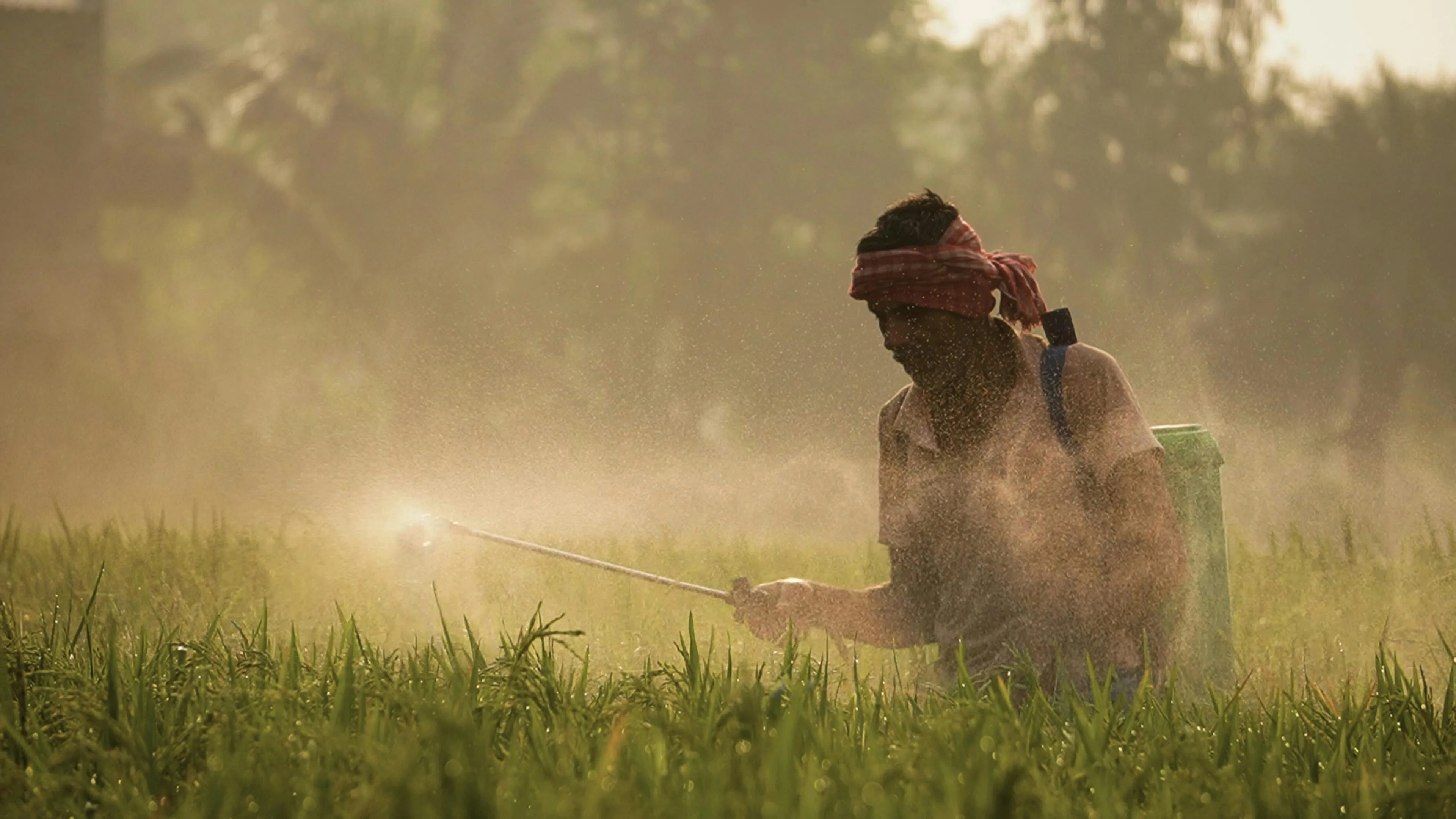  Rabindra Sundar De on Pexels