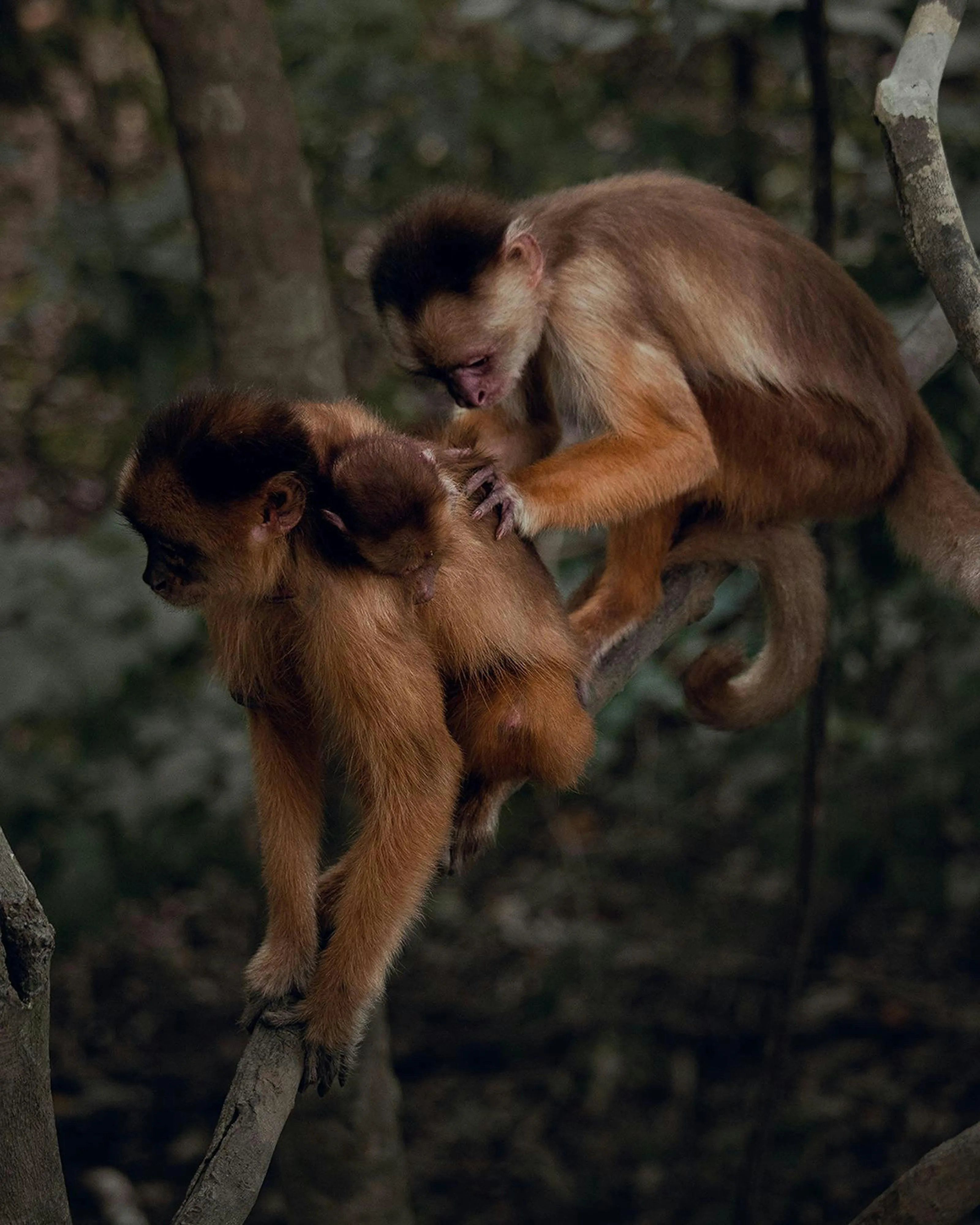 Leonardo Capitanio on pexels