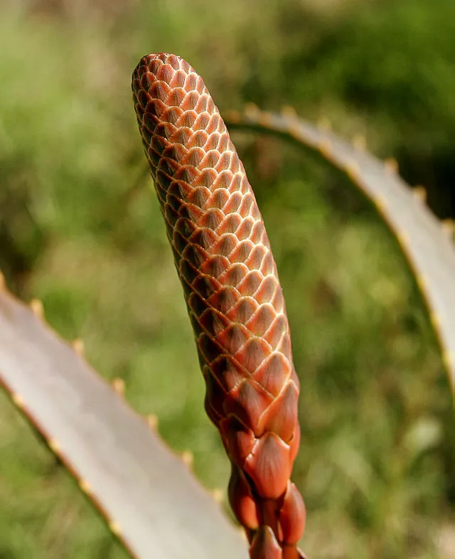 Fir0002 on Wikimedia Commons