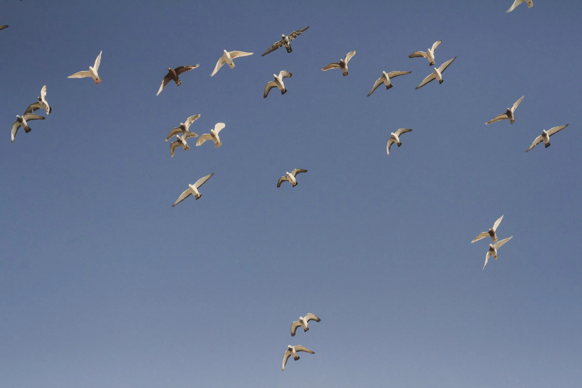 Mehmet Turgut Kirkgoz on Pexels