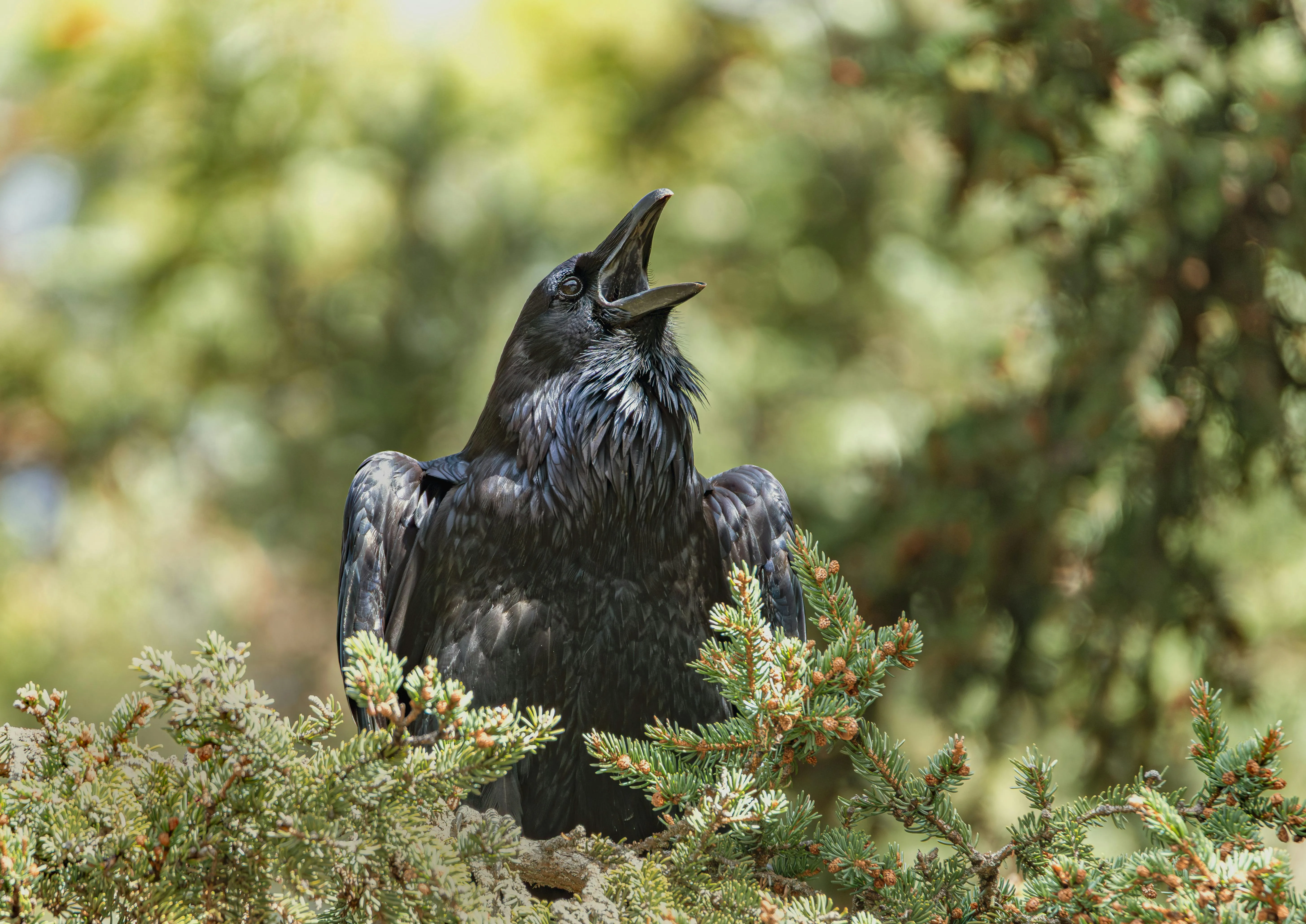 Paulino Acosta Santana on pexels