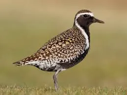 Image from eBird