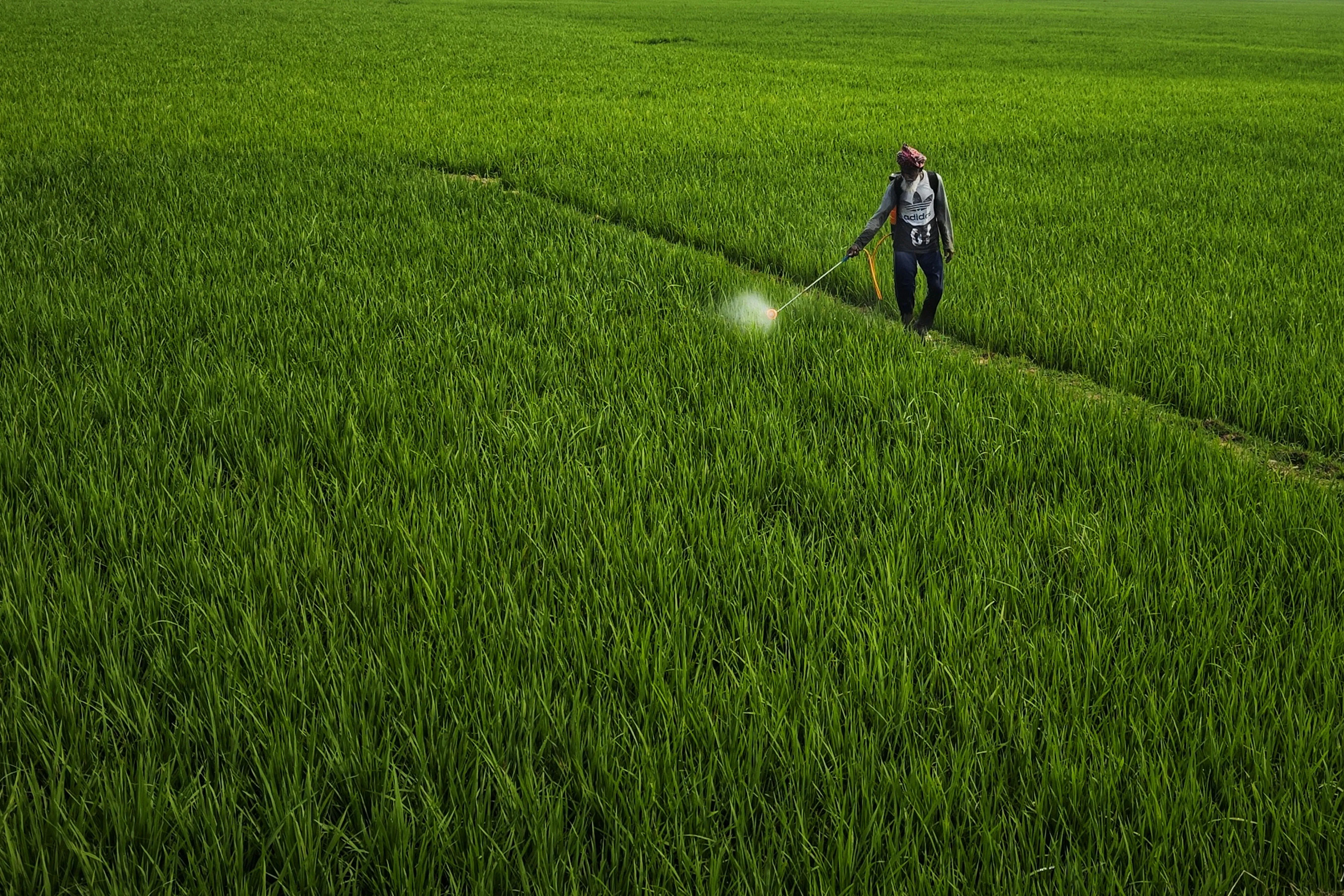 Dibakar Roy on Pexels
