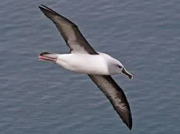 Image from eBird