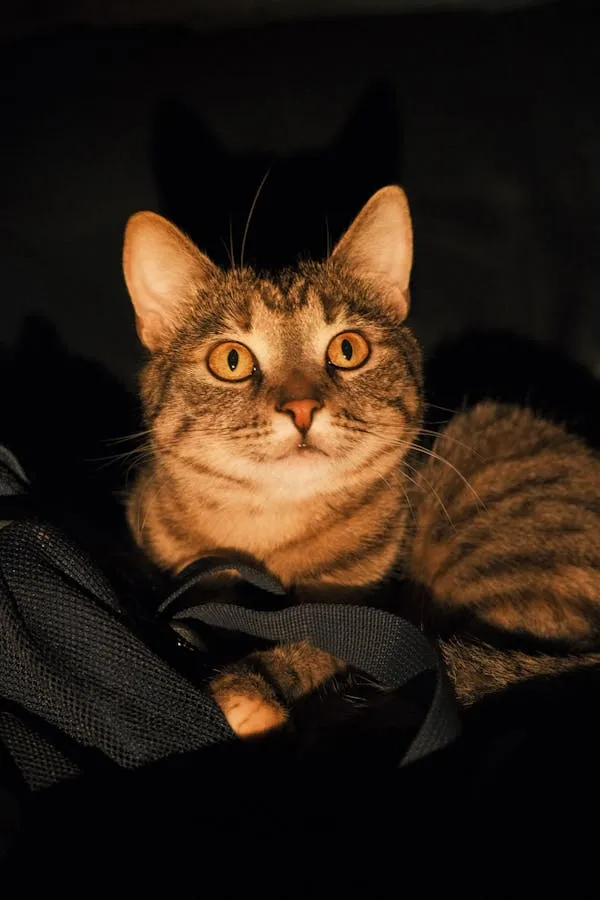 Pavel Kuznetsov on Pexels