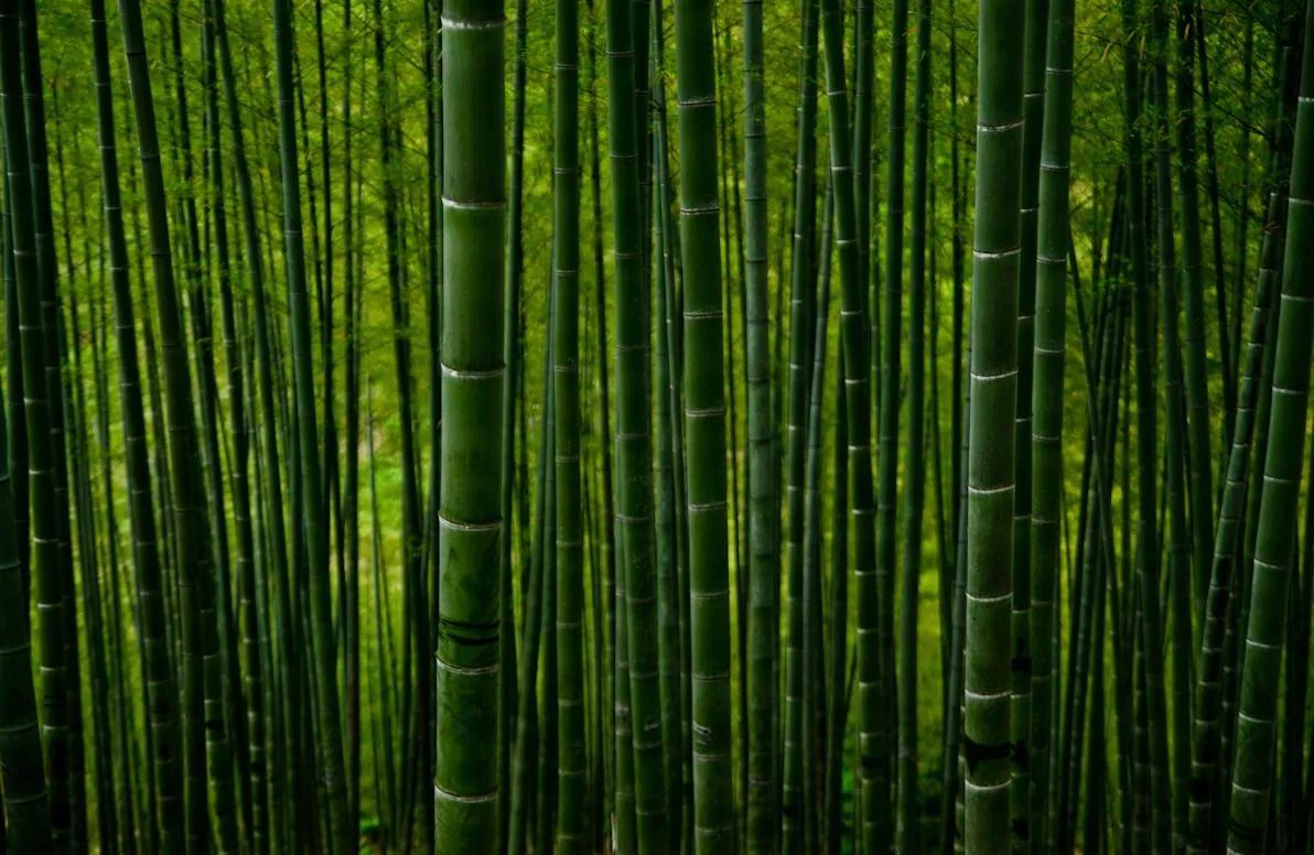 Clement Souchet from Unsplash