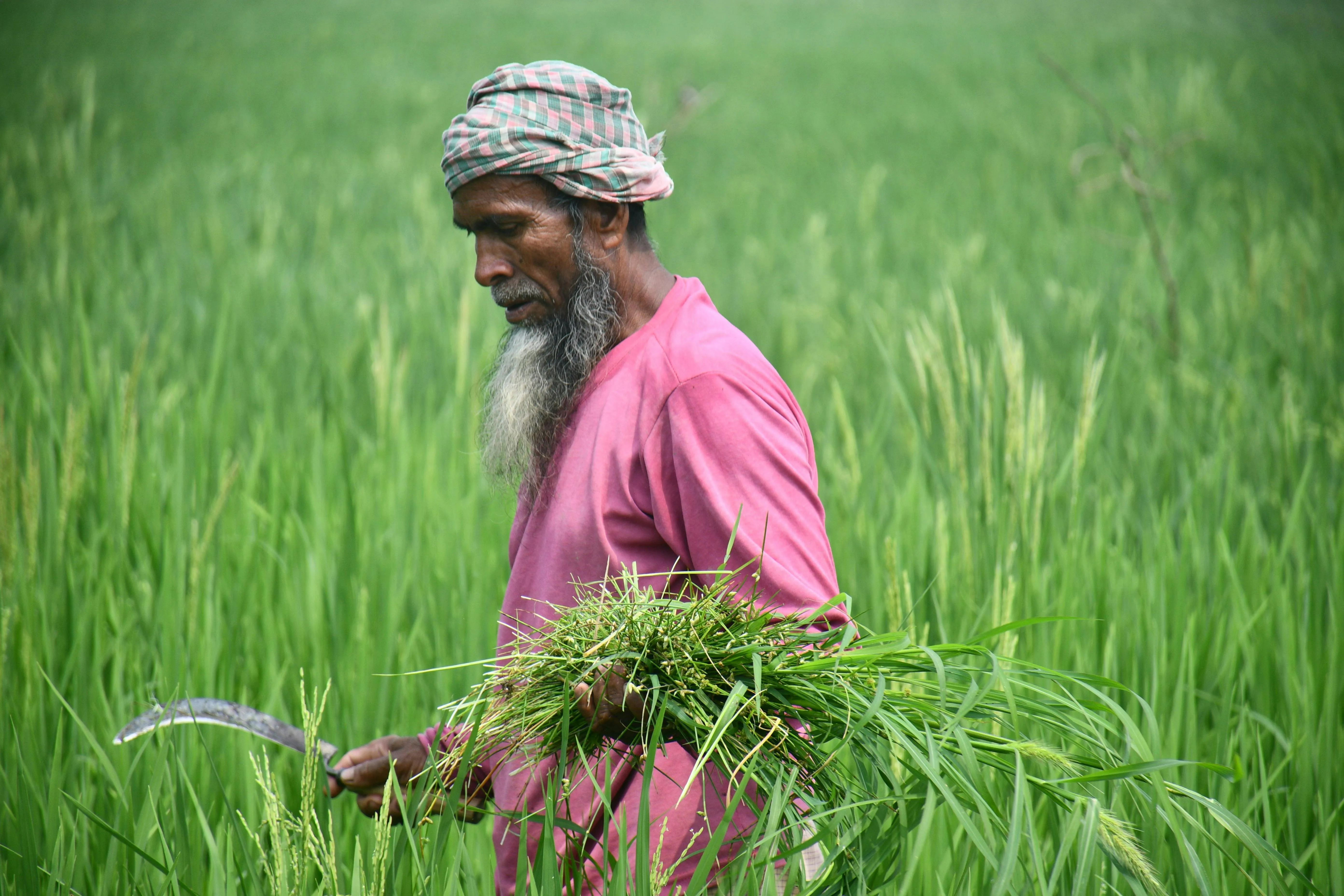 masudar rahman on pexels