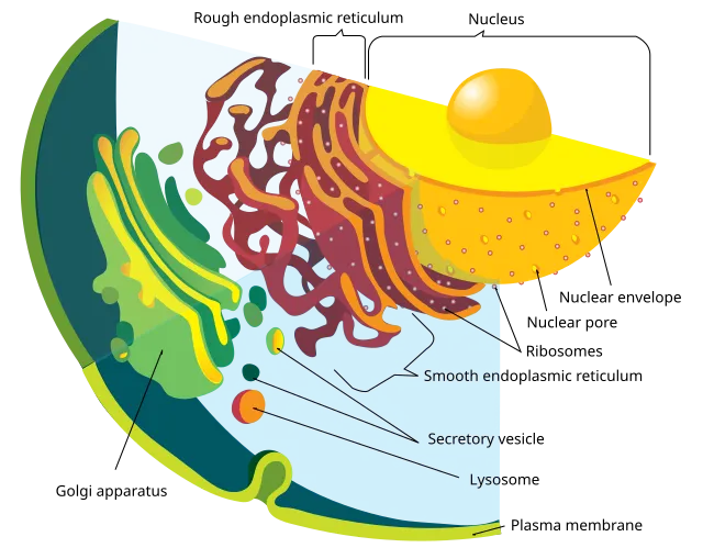 Mariana Ruiz LadyofHats on Wikimedia Commons