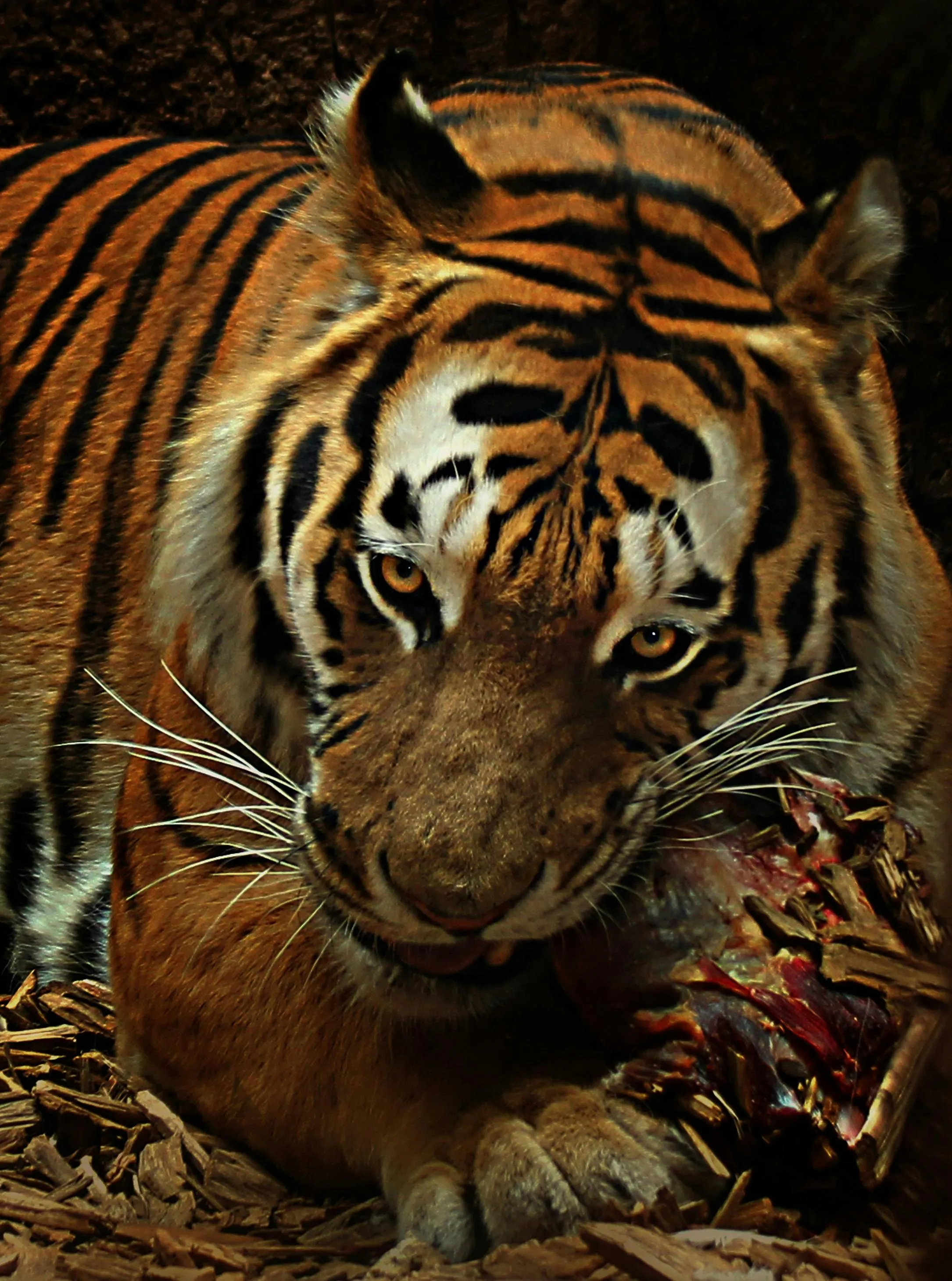 Pixabay on pexels