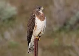 Image from The Peregrine Fund