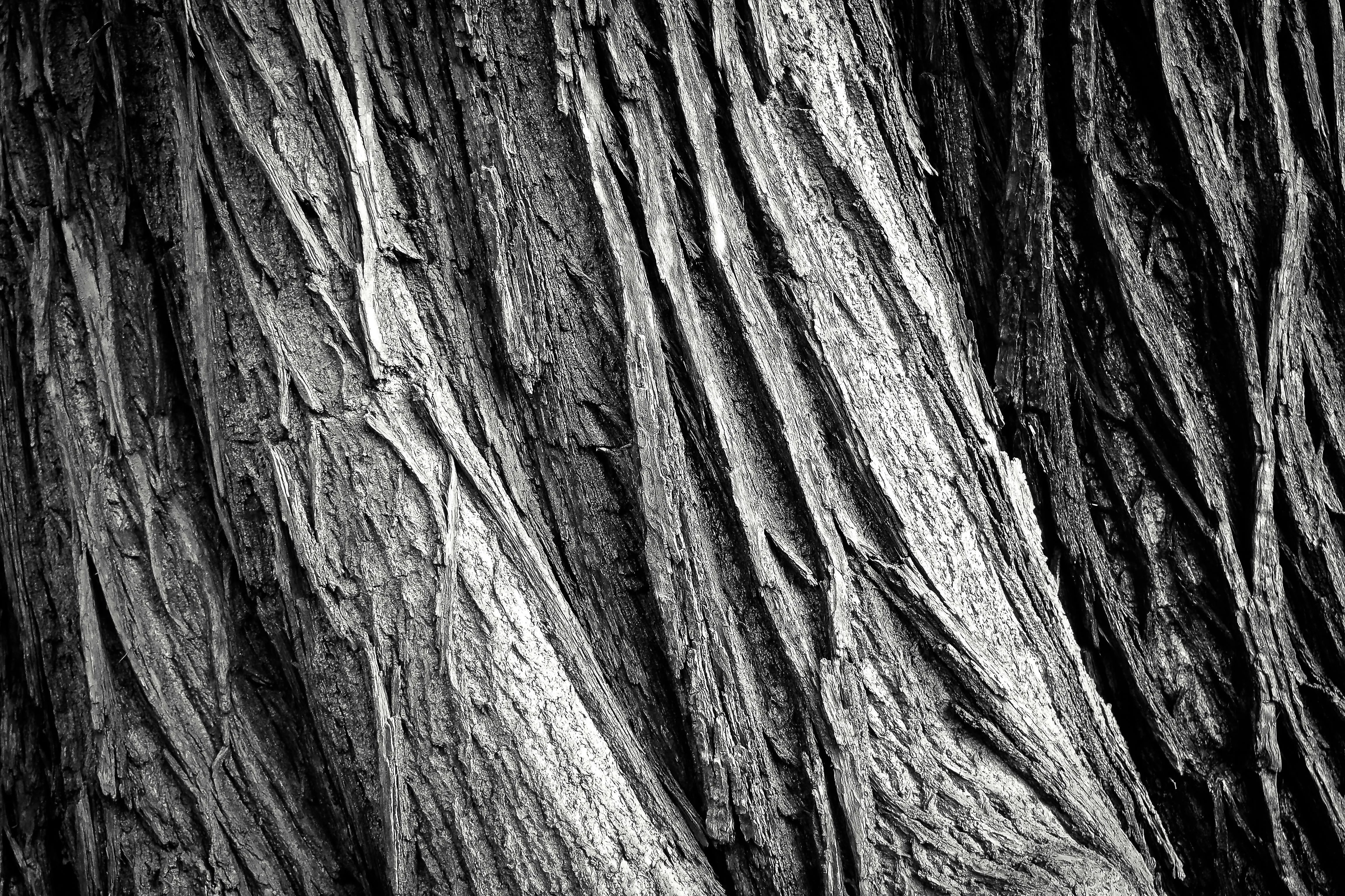 Pixabay on Pexels