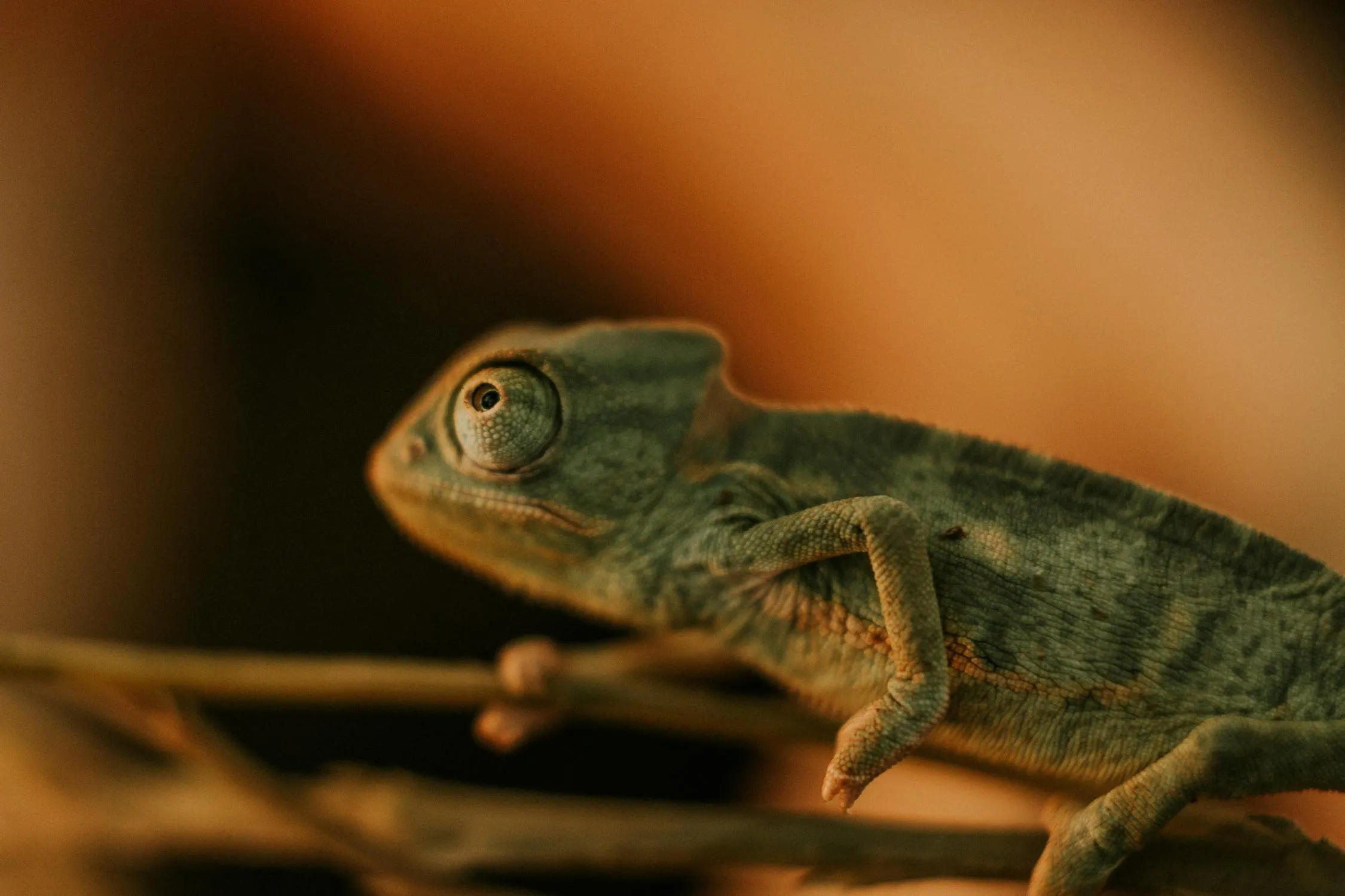 Amar Preciado on Pexels 