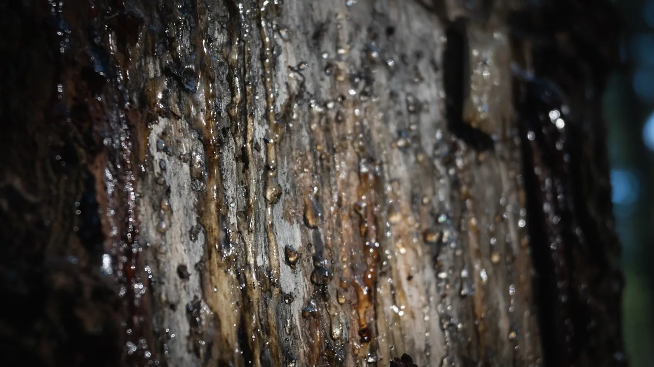 Nik Demidko on Unsplash