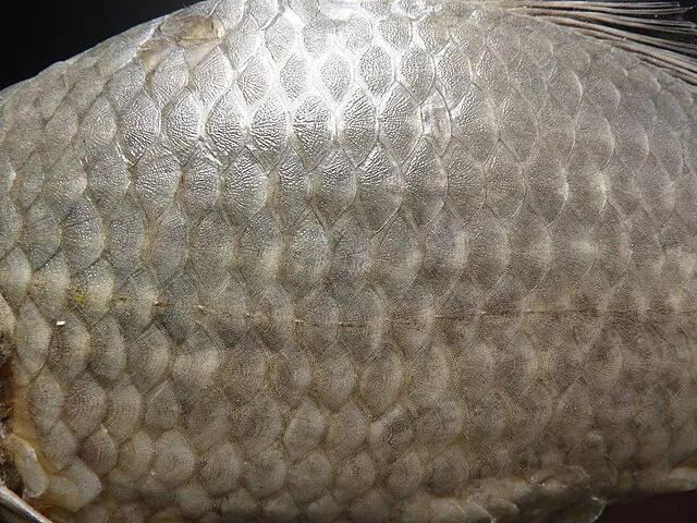 MAKY.OREL on wikimedia