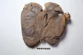 Image from Archaeology Magazine
