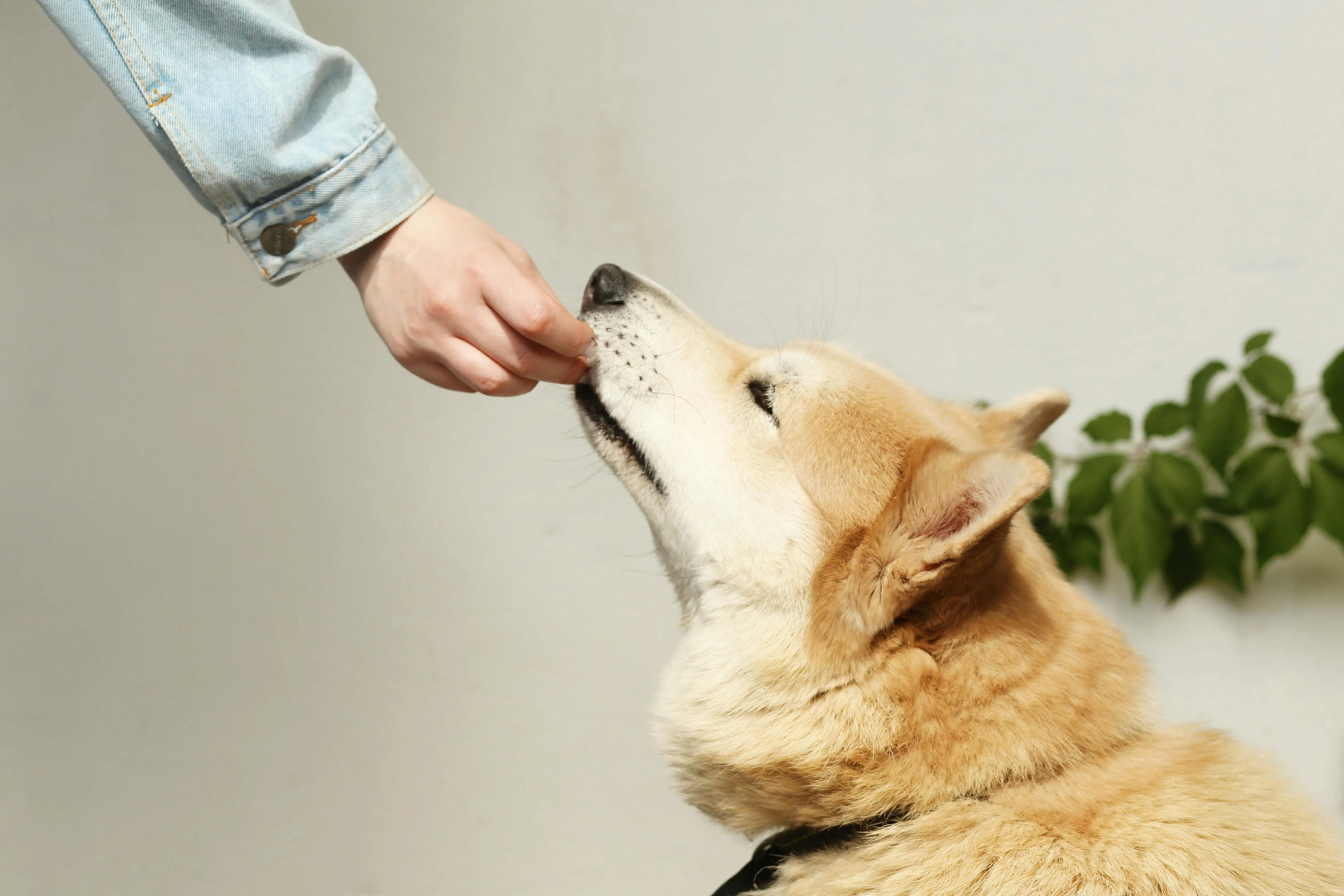 Maksim Goncharenok on Pexels 