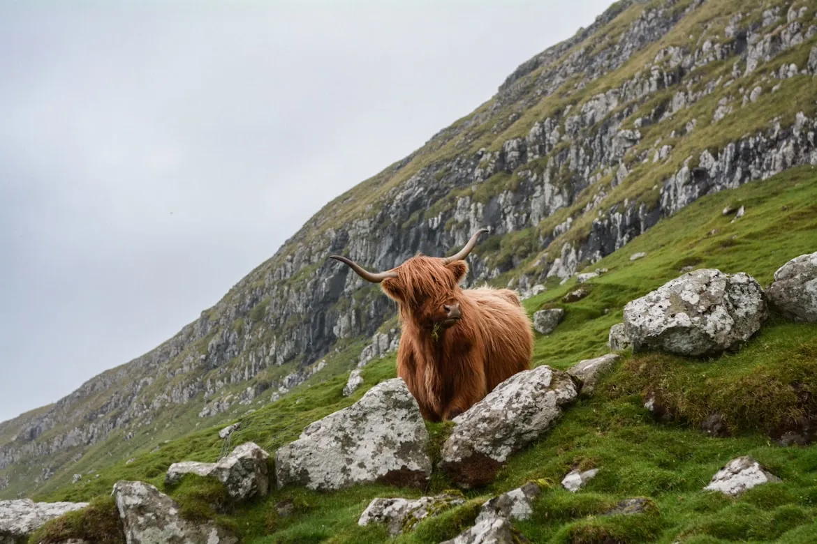 12 Patterns Scientists Use to Classify Species