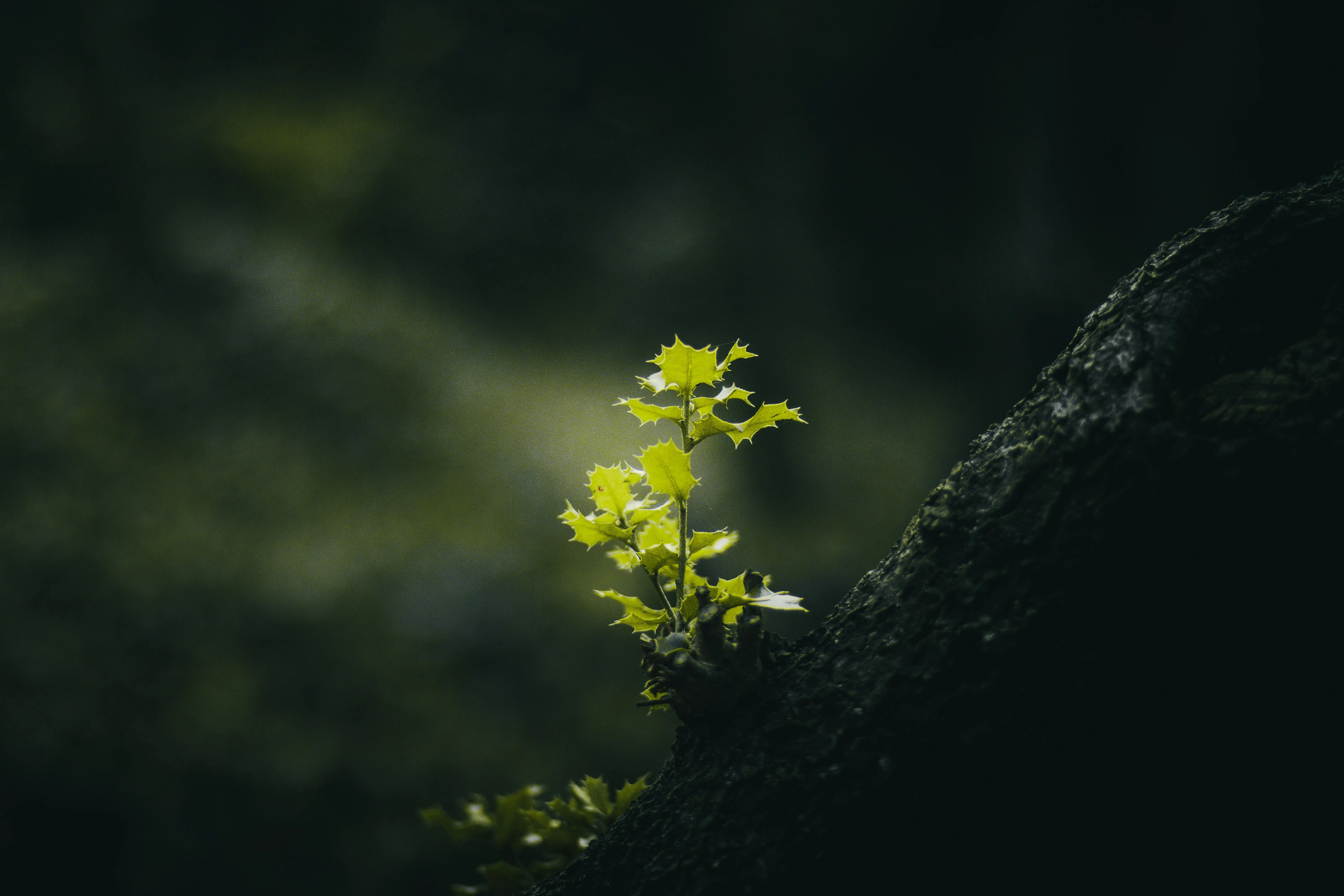 20 Examples of Plant Life Thriving in Harsh Conditions