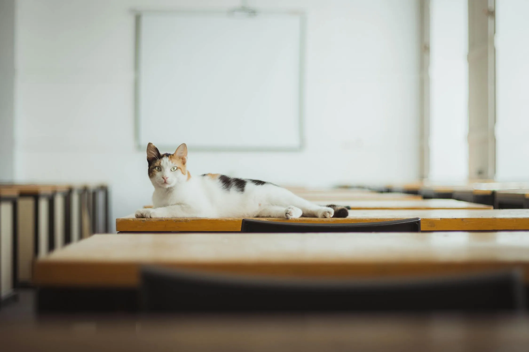 11 Class Pets That Never Lasted Long