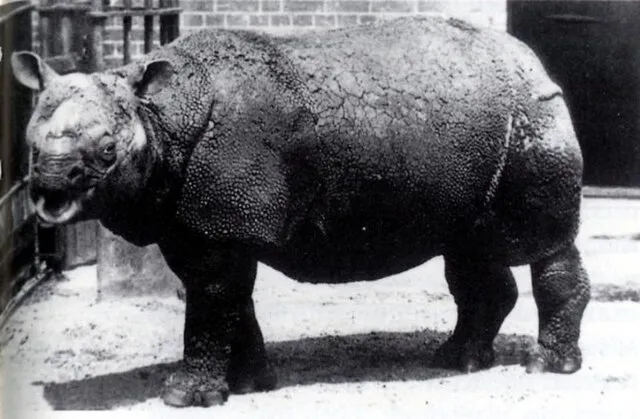 T.Dixon. The Zoological Society of London on Wikimedia