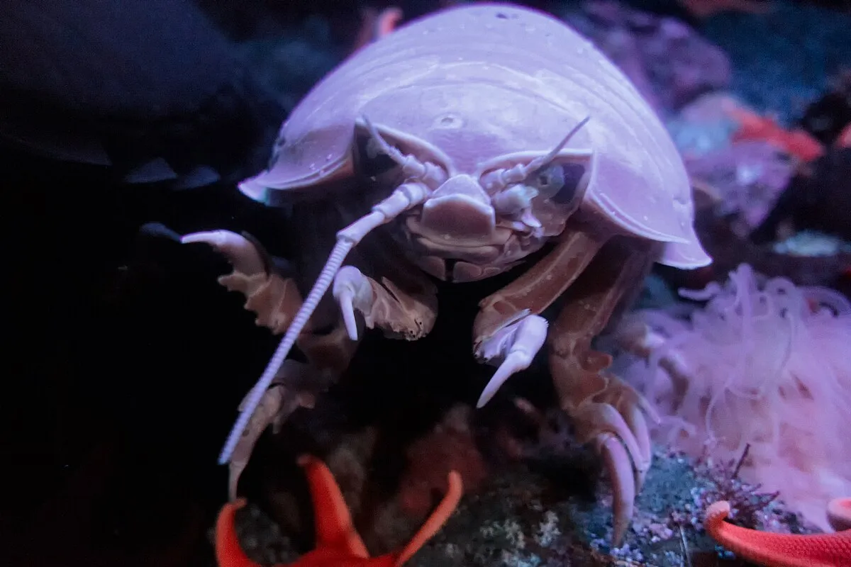 Eric Kilby on Wikimedia Commons