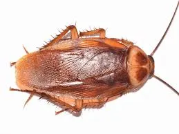 Image from PestWorld.org