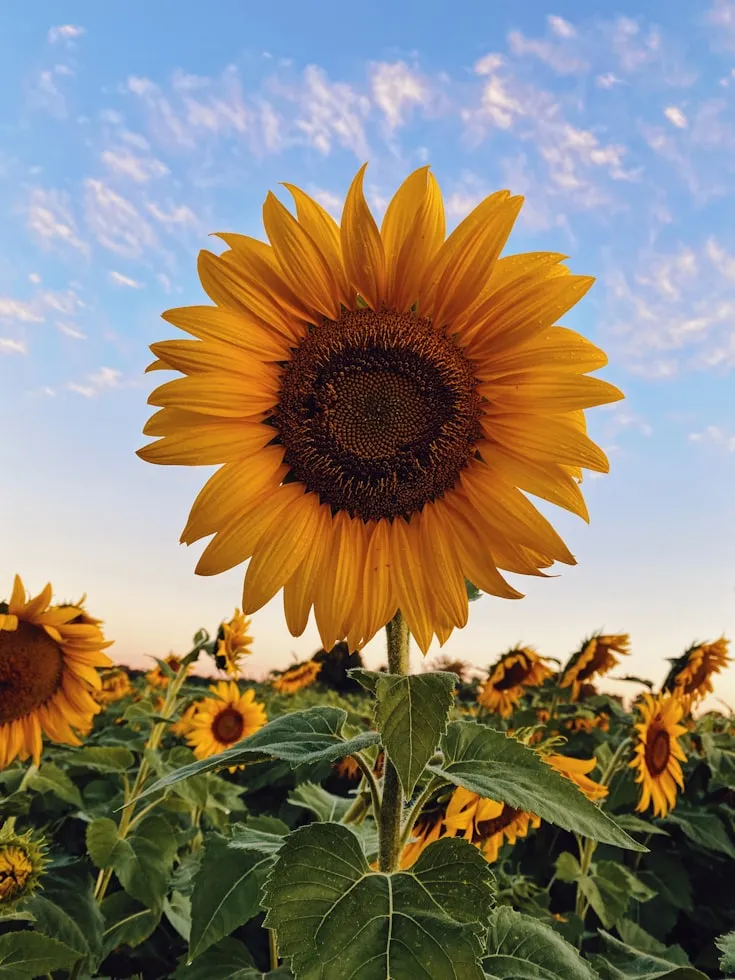 Aaron Burden from Unsplash