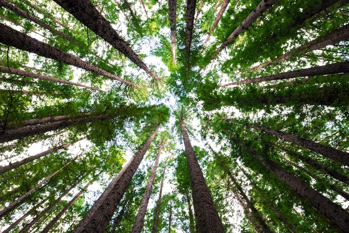 Arnaud Mesureur from Unsplash