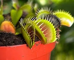 Image from Houseplant.co.uk