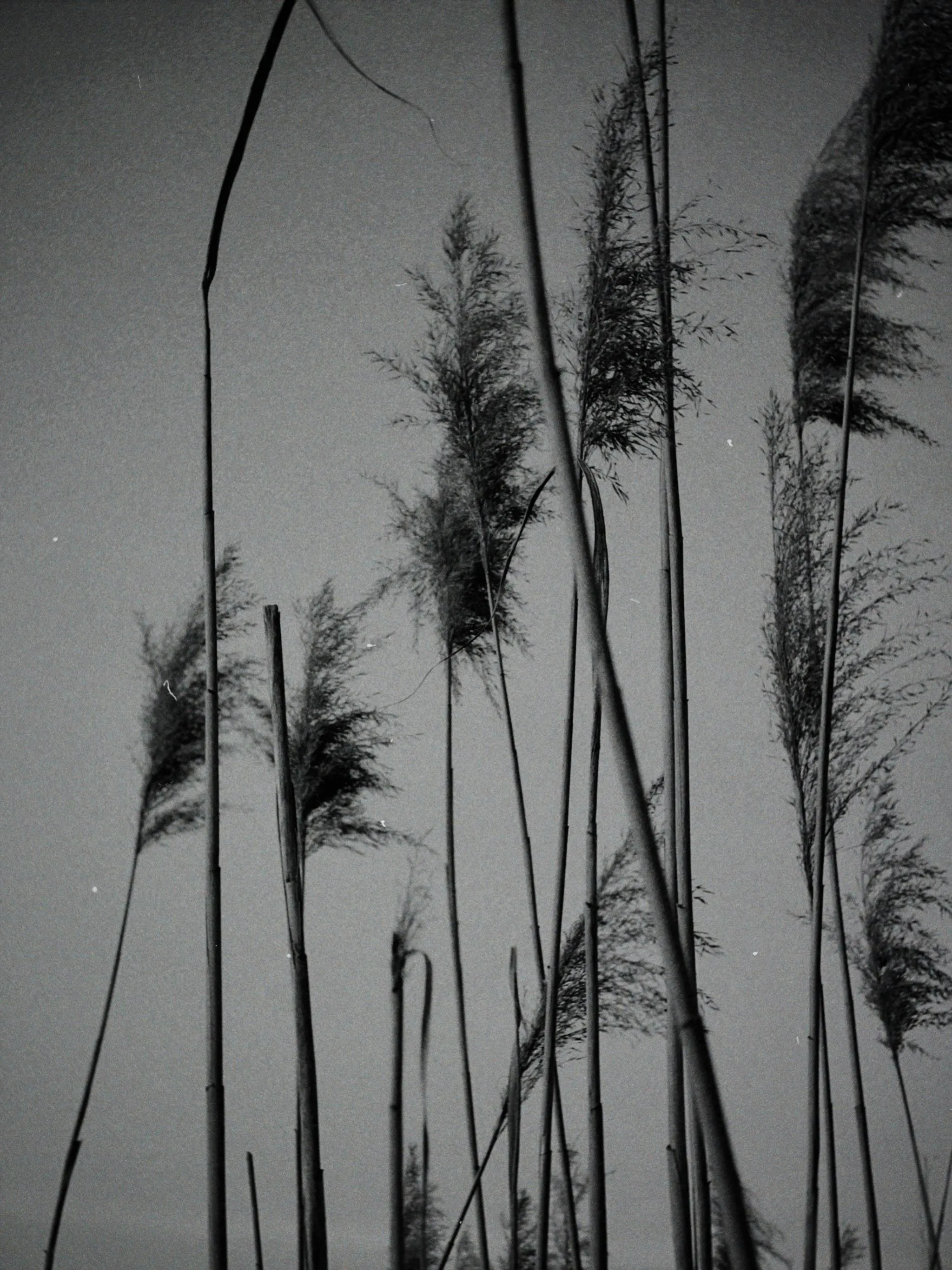 Darya Tyurk on Pexels