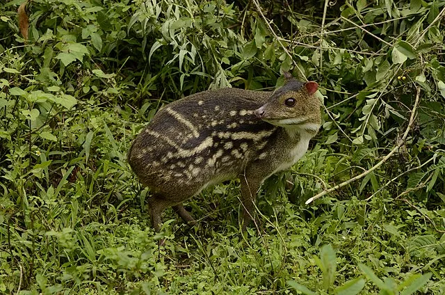 PJeganathan on Wikimedia Commons