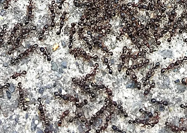 Chetvorno on wikimedia