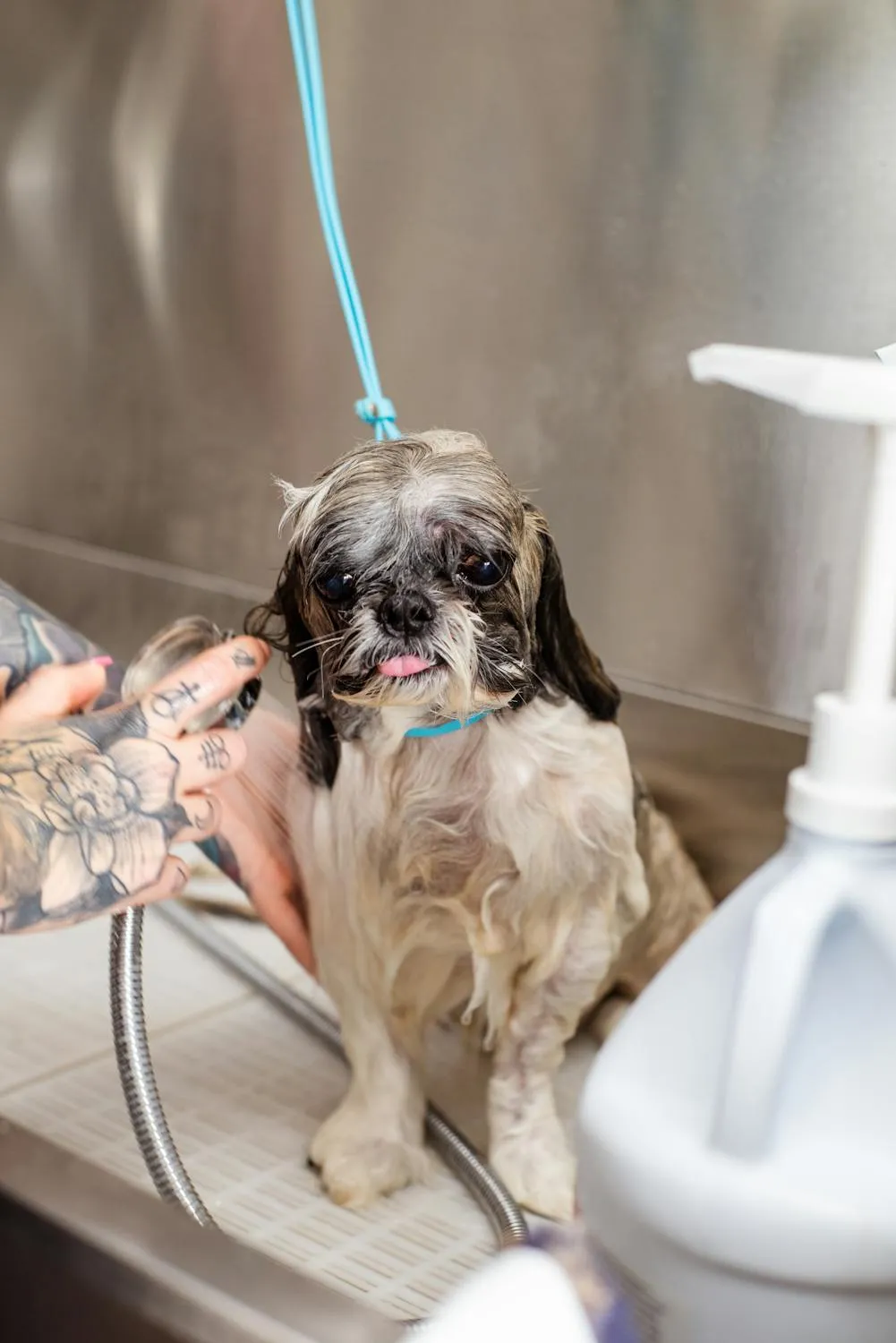 Goochie Poochie Grooming on Wikimedia Commons 