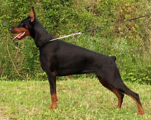 Ilicivan on Wikimedia Commons