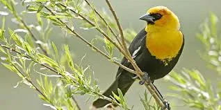 Image from National Wildlife Federation