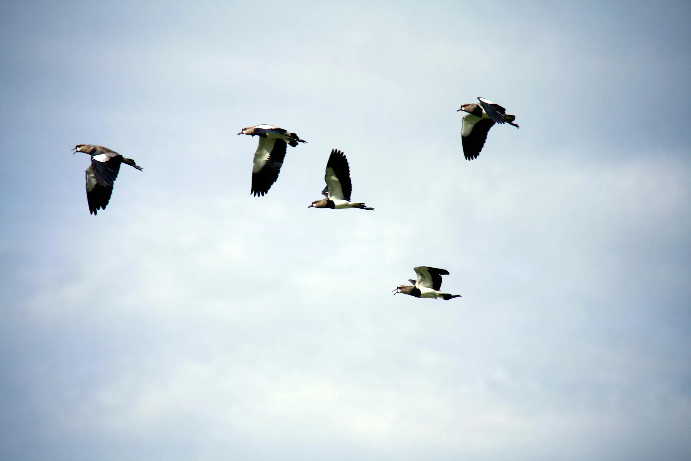 Claire Thibault on Pexels
