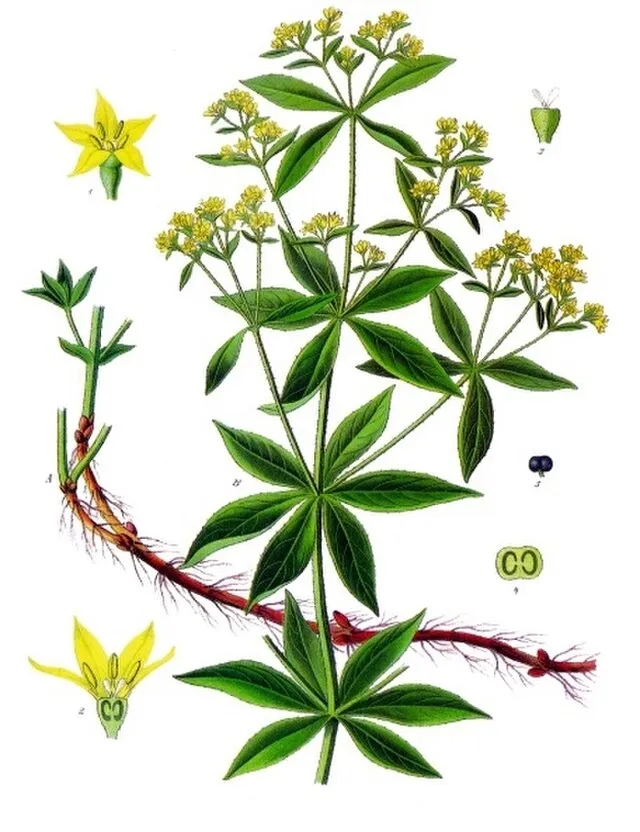 Franz Eugen Köhler, Köhler's Medizinal-Pflanzen on Wikimedia Commons
