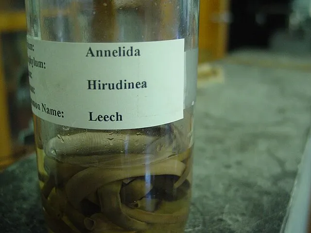 Public domain on wikimedia