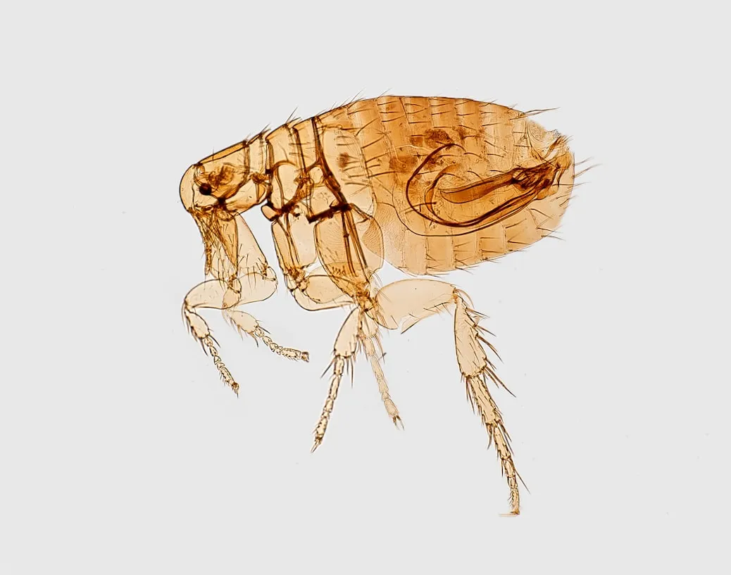 CDC from Unsplash