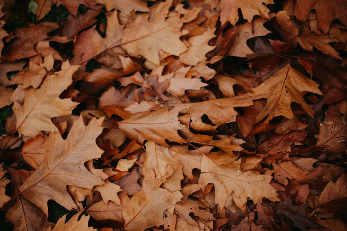 Sophie Walker from Unsplash