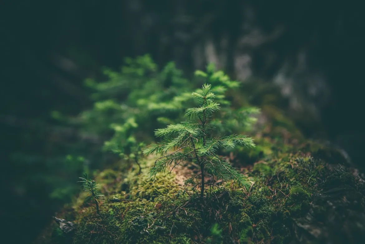 15 Examples of Symbiosis in Ecosystems