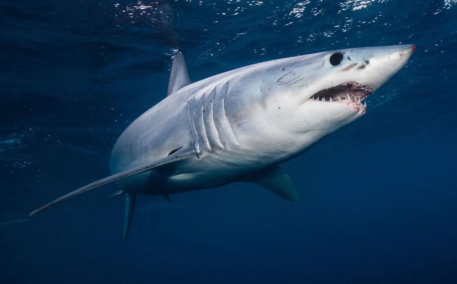 Image from Britannica