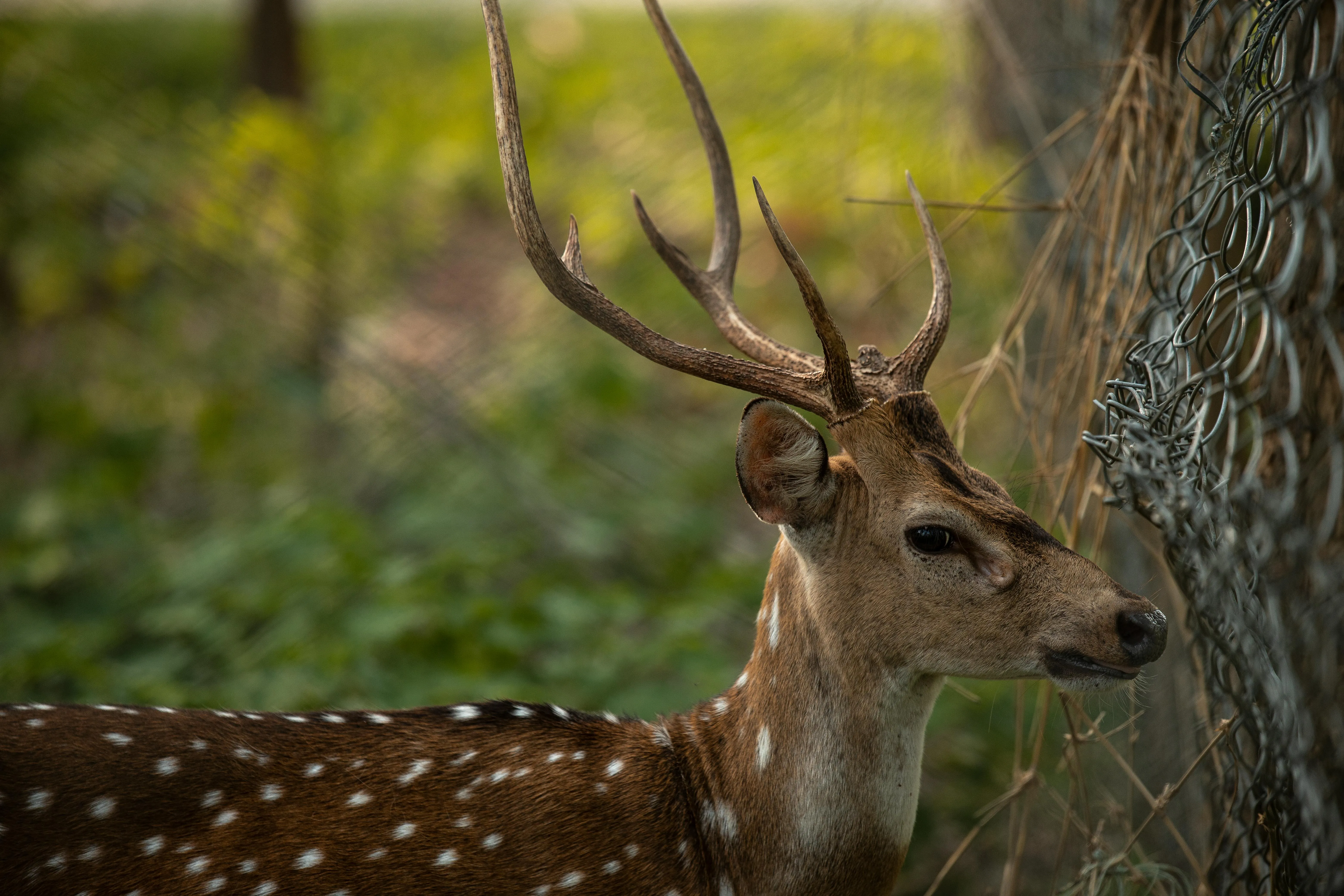 Surendra Basnet on pexels