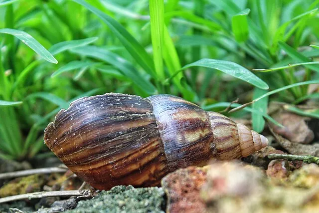 Hirushini Dematagoda on WikiCommons