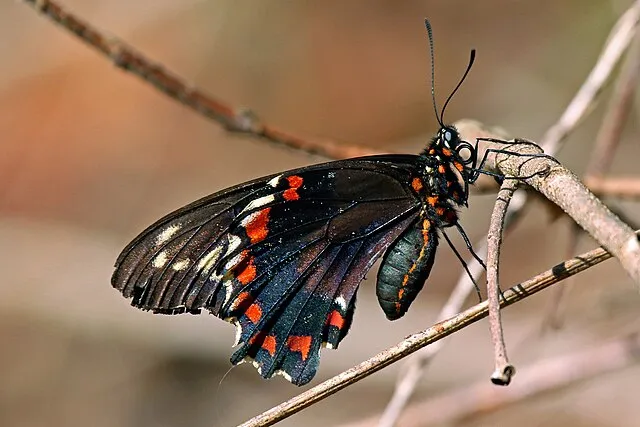 Charles J. Sharp on Wikimedia Commons