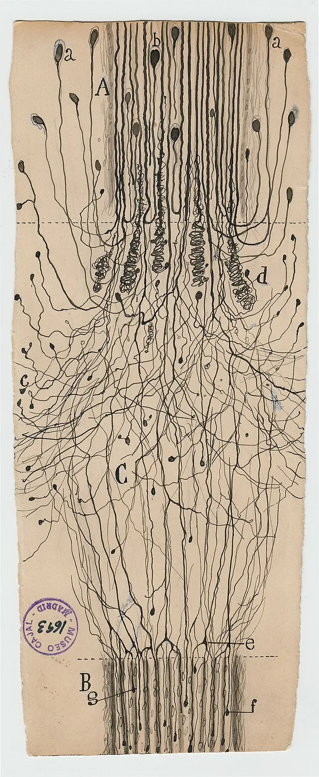 Santiago Ramón y Cajal on Wikimedia Commons