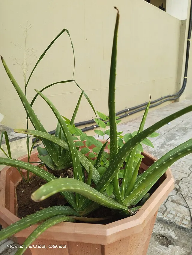 Shewagramji on wikimedia