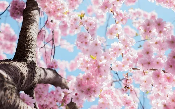 10 Ways Spring Changed Daily Schedules